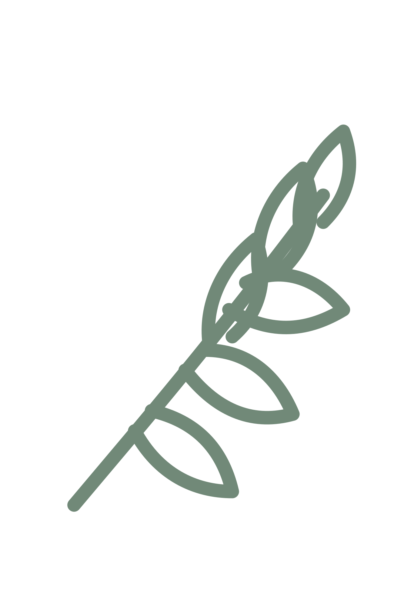 Crown Twig